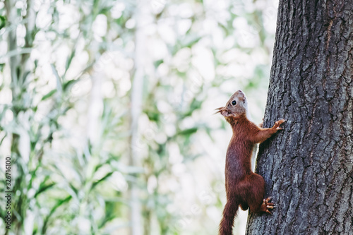 Petit écureuil roux en train de grimper sur un arbre © PicsArt