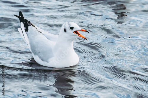 Mouette rieuse sur l'eau en train de crier photo