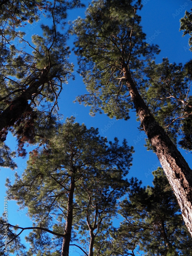 Fototapeta premium Doi Inthanon Mountain Tree