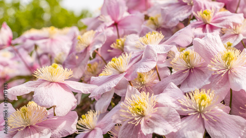 Clematis Montana Buch during spring