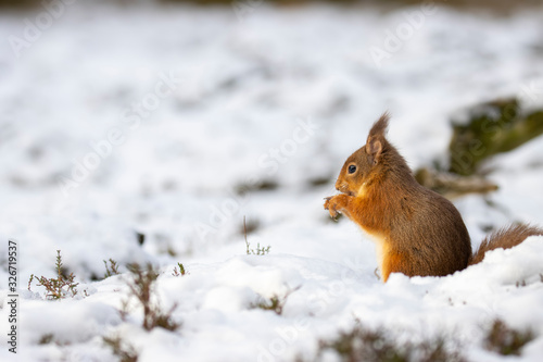 red squirrel, Sciurus vulgaris, close up portrait while surrounded by snow, looking/eating during a cold day in march in the cairngorms national park, Scotland.