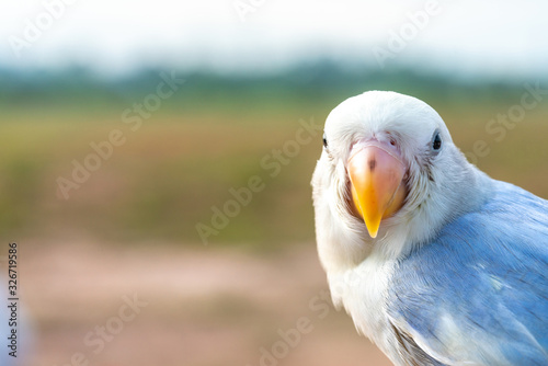 Parrot with close up view