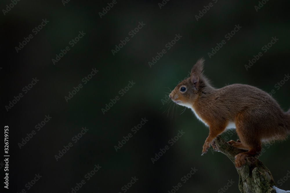 red squirrel, Sciurus vulgaris, side close portrait set against the dark pine woodland during march in the cairngorms national park, Scotland. red squirrel, Sciurus vulgaris, side close portrait set against the dark pine woodland during march in the cairngorms national park, Scotland.