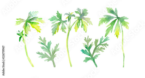 Set with herbs. Watercolor hand drawn yellow-green leaves isolated on a white background