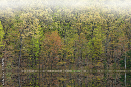 Foggy spring landscape of the shoreline of Hall Lake, Yankee Springs State Park, with mirrored reflections in calm water, Michigan, USA