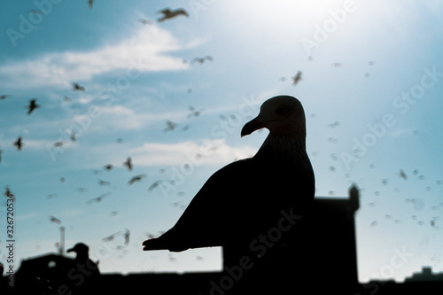 Group of flying seagulls in the port close to the castle in Essaouira, Morocoo. Leader in Foreground. photo