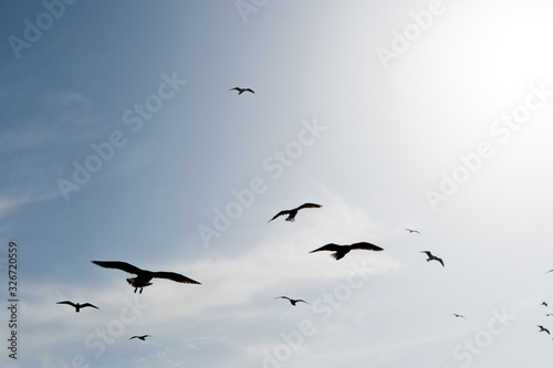 Group of flying seagulls, close to the Atlantic ocean, during hot sunny day in Essaouira, Morocco