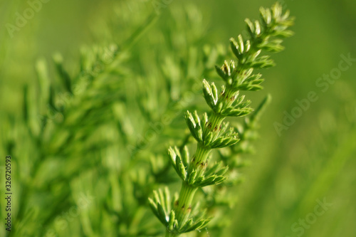 Tuber Sword Fern, Sword Fern. Scientific name: Nephrolepsis biserrata cr.Furcan.