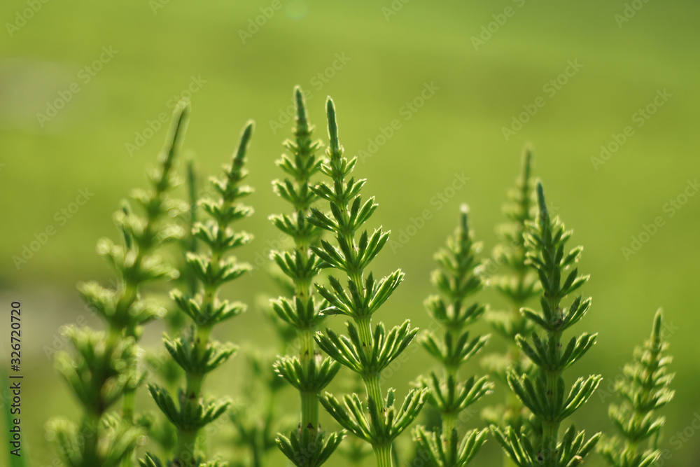 Tuber Sword Fern, Sword Fern background. Tuber Sword Fern, Sword Fern background.