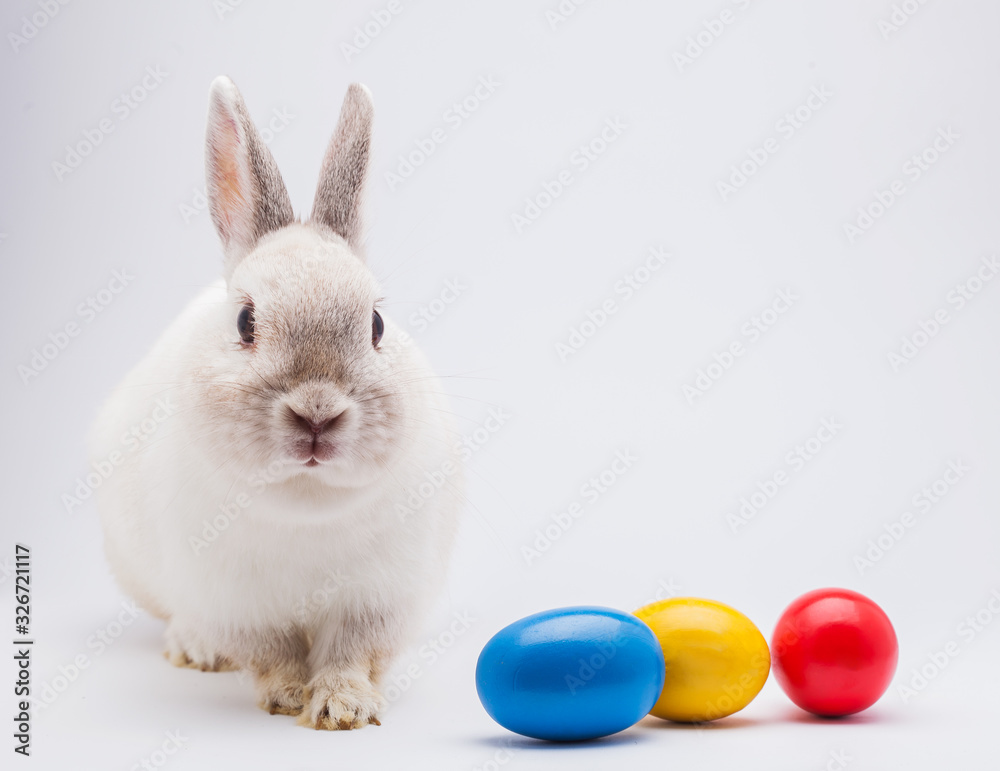 White rabbit with Easter eggs isolated. studio holiday background