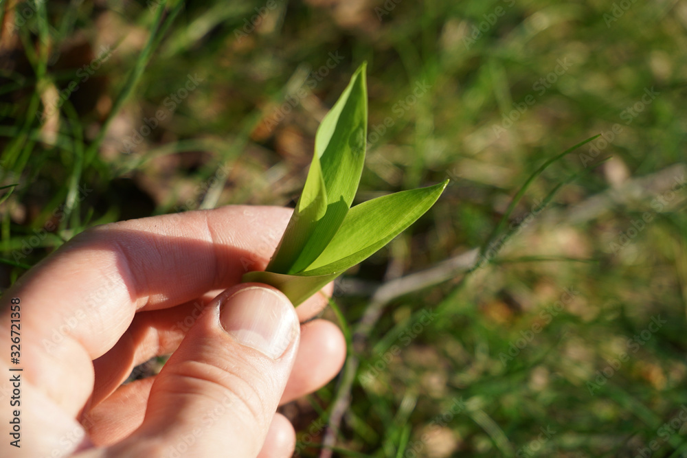 Hand holding lilly of the valley plant. Hand holding lilly of the valley plant.