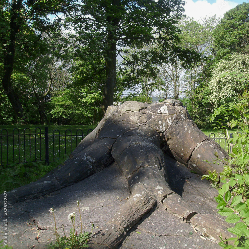 Ancient fossilized tree trunk and roots Ancient fossilized tree trunk and roots