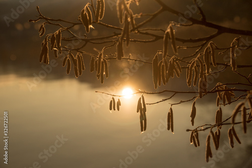 Schilderij op canvas hazel blossoms above lake surface, mourning background in soft browns