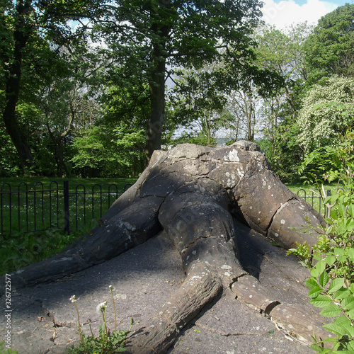 Ancient fossilized tree trunk and roots