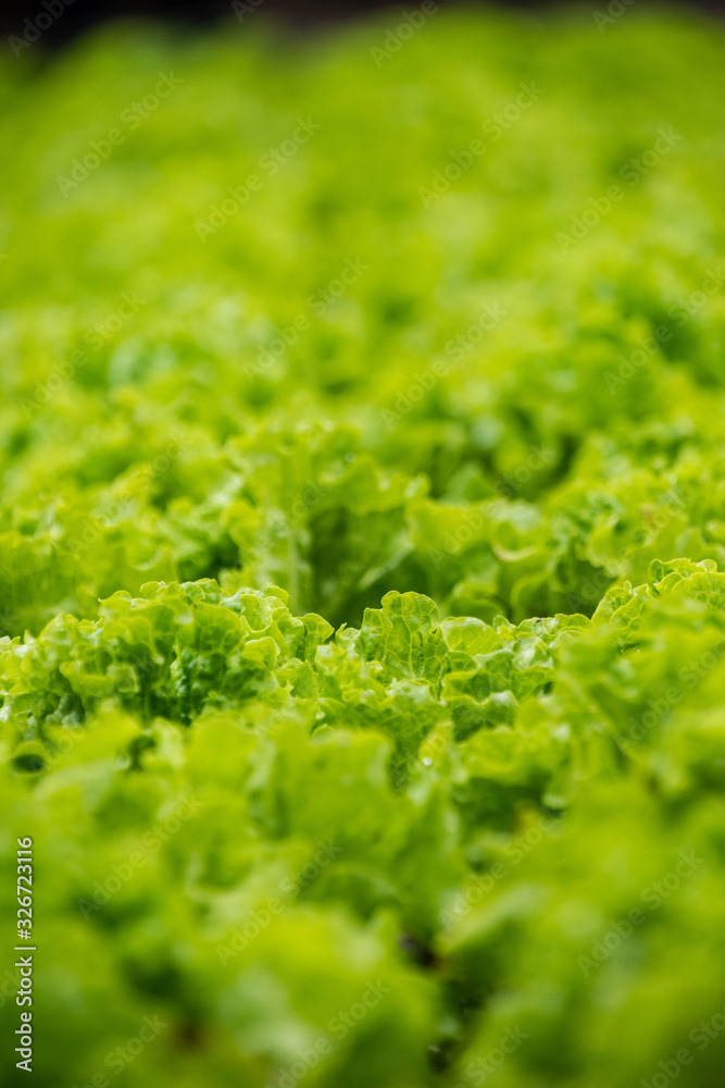 green leaf background green leaf background
