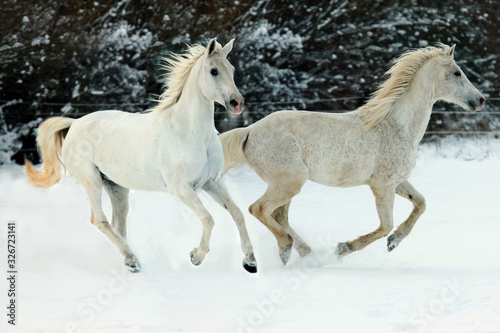 Weiße Reit-Pferde laufen im Schnee, Winter