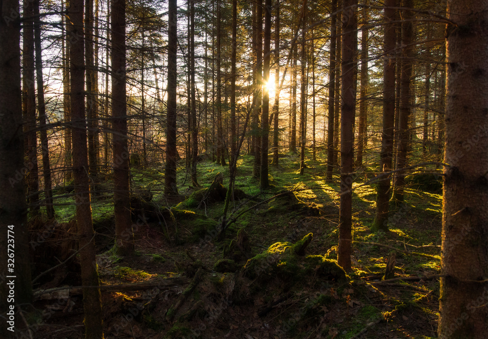 Fototapeta premium Gegenlicht im Wald