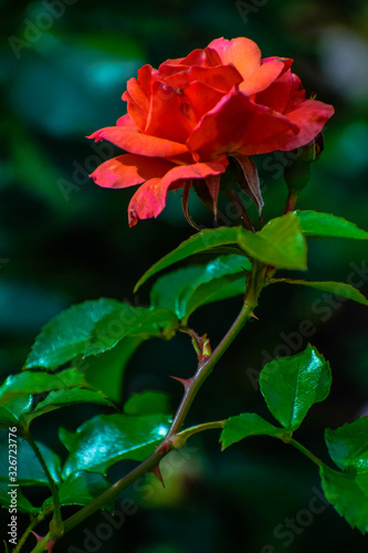red rose in garden