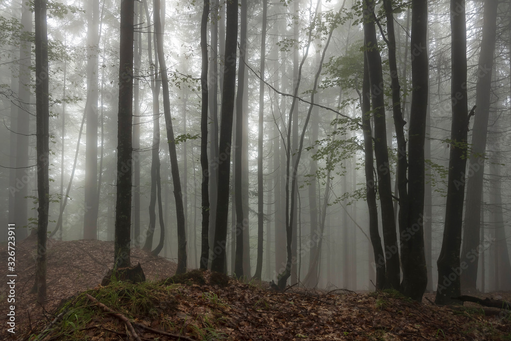 Obraz premium Wald im Nebel