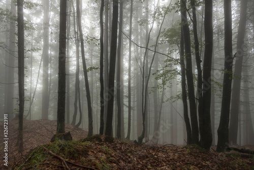 Fototapeta Naklejka Na Ścianę i Meble -  Wald im Nebel