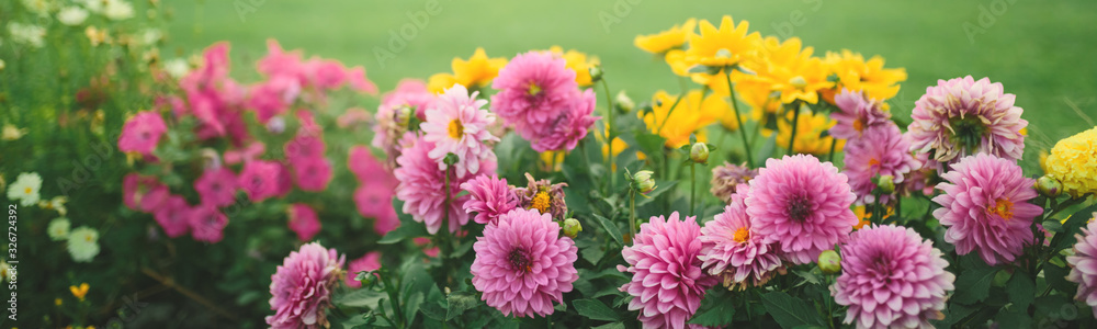 Beautiful flower garden with blooming asters and different flowers in sunlight, landscape design, spring background with copy space