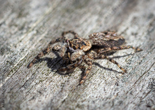 Tan Jumping Spider in Pearland! © Lawrence
