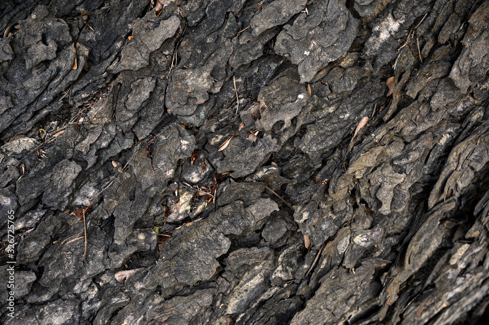 Weathered texture wood bark on large tree Weathered texture wood bark on large tree