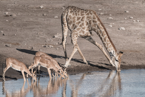 impala antelope and giraffe drinking at a waterhole