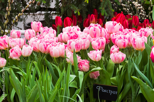Beautiful white pink tulips (Foxtrot  species)