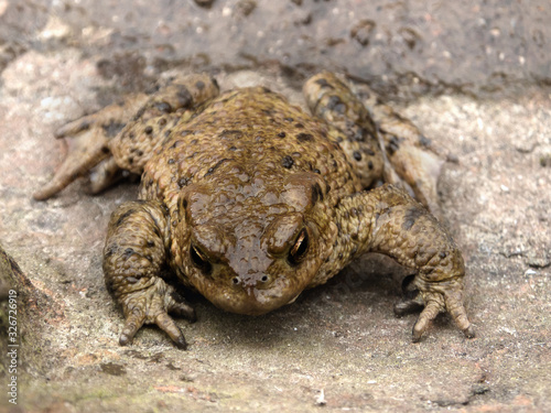 Common toad or European toad, Bufo bufo
