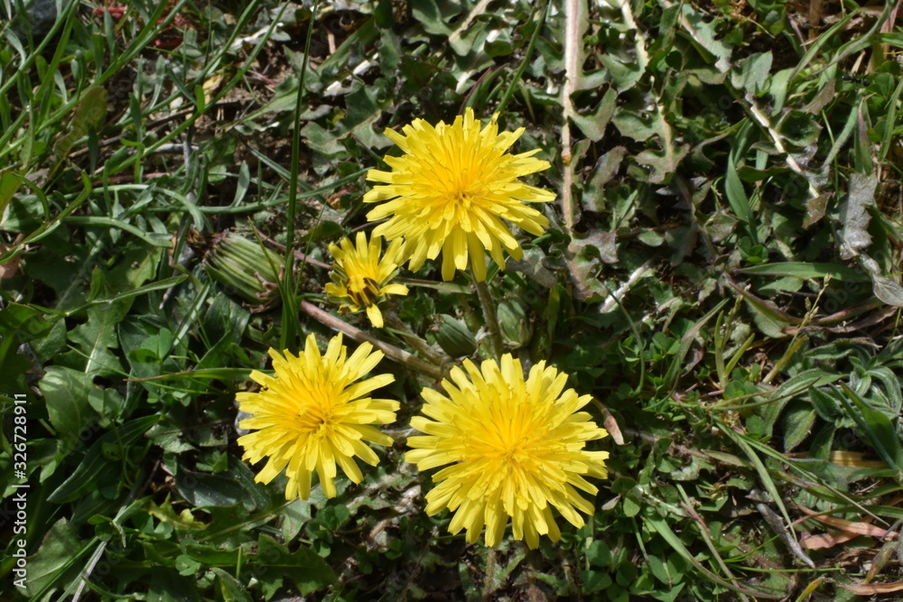flores amarillas flores amarillas