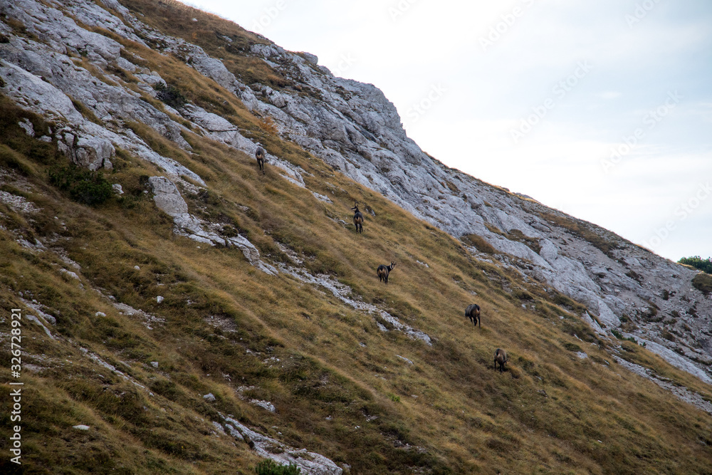 Chamois heard grazing on mountain pasture