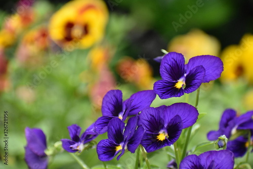 Purple pansies in the garden