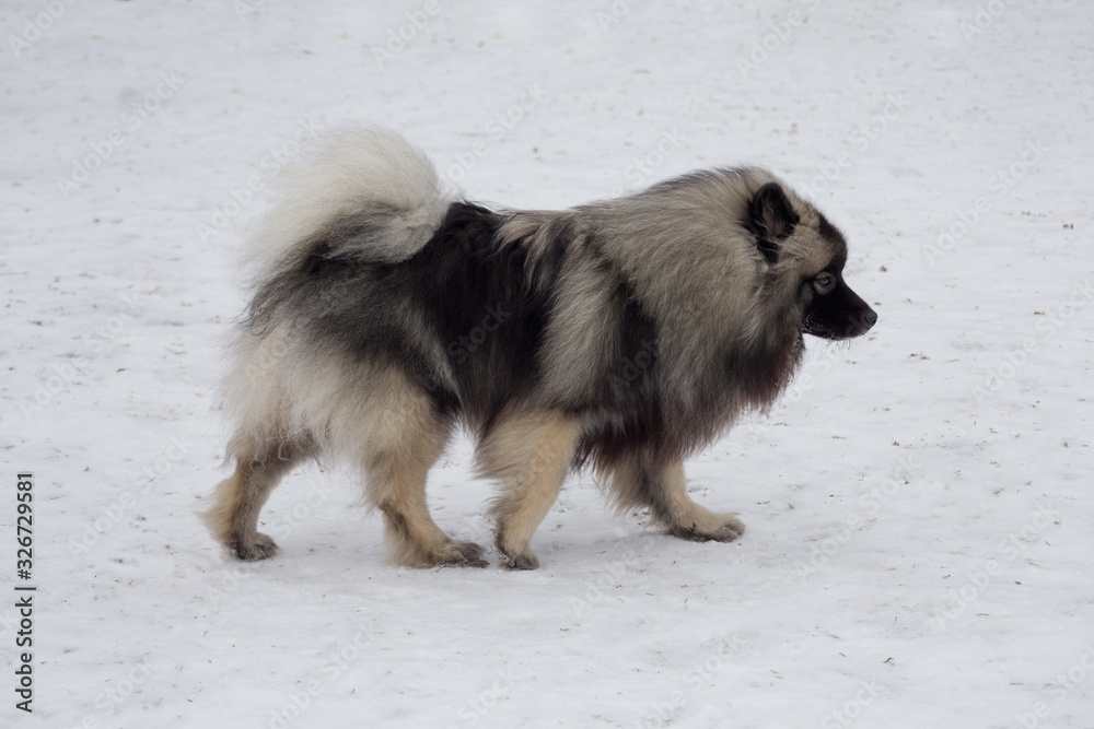 Cute deutscher wolfspitz puppy is walking on a white snow in the winter park. Pet animals.