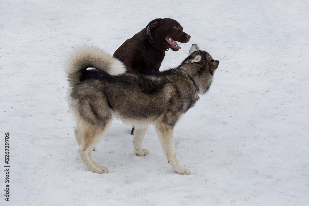 Siberian husky and labrador retriever are playing in the winter park. Pet animals. Siberian husky and labrador retriever are playing in the winter park. Pet animals.