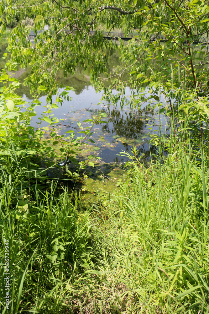 Obraz premium pond between green grass