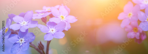 Spring background forget-me-not flowers.