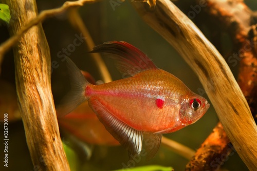 active male of bleeding heart tetra shows its breeding colors ready to spawn, Hyphessobrycon socolofi, freshwater fish, endemic of Rio Negro in biotope aquarium with driftwood design