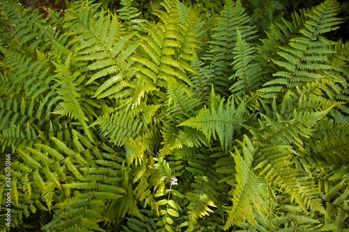 lush  healthy and dense vegetation of long  fresh and bright green leaves of fern  covering the ground in spring forest background  sunny colorful texture pattern