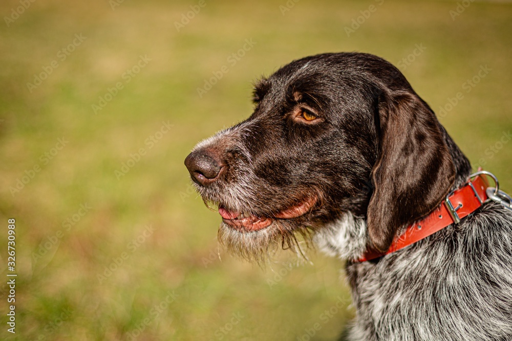 Close up sideview portrait of young German Wirehaired Pointer with red collar on. Detail of the head with dark brown hair and open mouth. A sunny day in a park. Blurry yellow and green background.