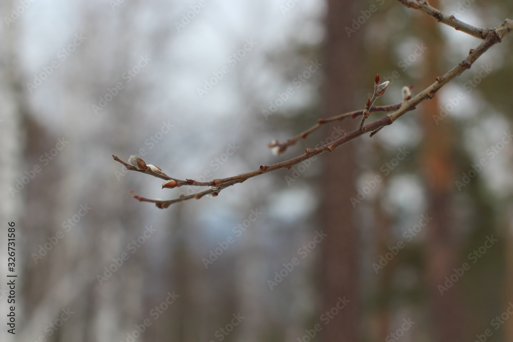 spring comes the buds of the trees swell and bloom spring comes the buds of the trees swell and bloom