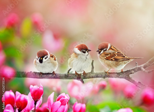 natural background with three funny plump birds sparrows sit on a branch of a...