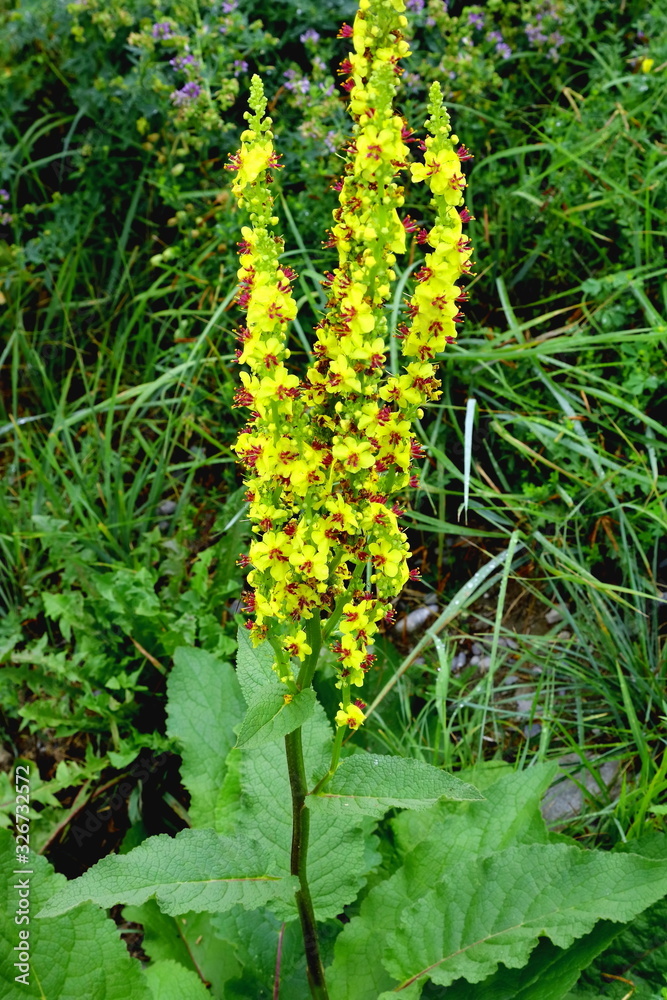 Schwarze Königskerze, Verbascum nigrum Schwarze Königskerze, Verbascum nigrum