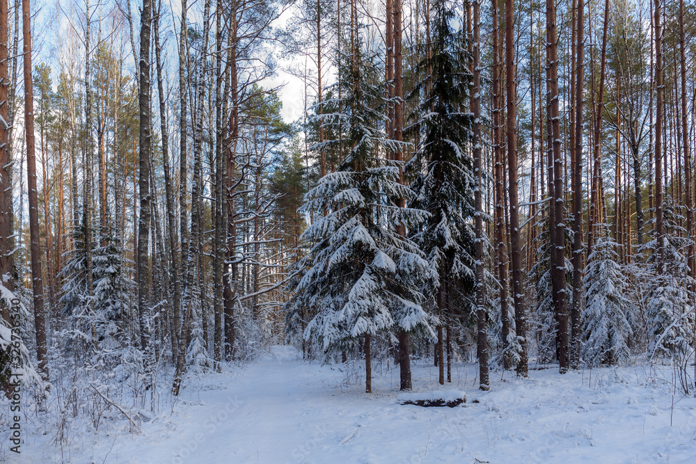Fototapeta premium landscape in winter forest