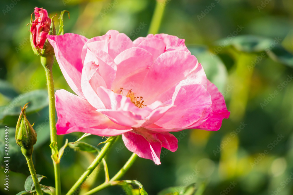 Beautiful pink roses flower in the garden