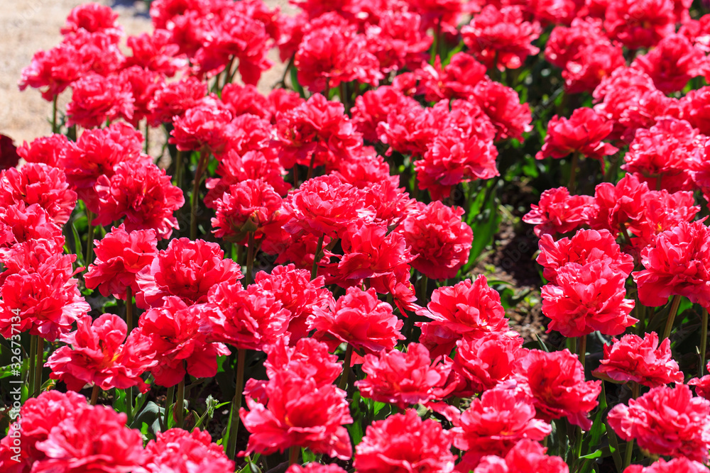 Closeup of pink tulips flowers with green leaves in the park outdoor. Closeup of pink tulips flowers with green leaves in the park outdoor.