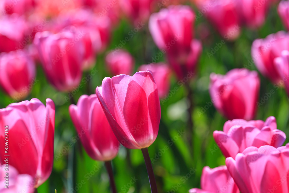 Closeup of pink tulips flowers with green leaves in the park outdoor.