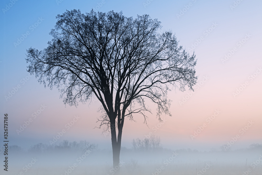 Foggy, late autumn landscape at dawn of bare trees, Fort Custer State Park, MIchigan, USA Foggy, late autumn landscape at dawn of bare trees, Fort Custer State Park, MIchigan, USA