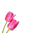 Blooming pink tulips on a white background. Isolated. Tulip variety Dynasty.
