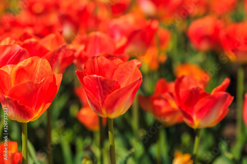 Closeup of red-orange tulips flowers with green leaves in the park outdoor. beautiful flowers in spring